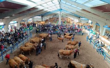 El Concurso Nacional de Asturiana de los Valles, aplazado por la situación sanitaria