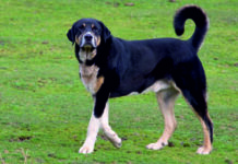 El “Pastor del Osu” y los pastores que lo hicieron posible, Premio Feria del Perro de Tineo 2026