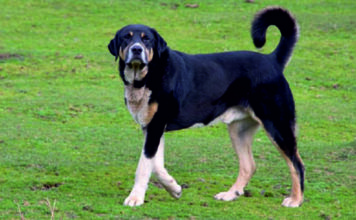 El “Pastor del Osu” y los pastores que lo hicieron posible, Premio Feria del Perro de Tineo 2026
