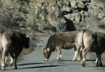 Primer caso confirmado de Dermatosis Nodular Contagiosa en Aragón