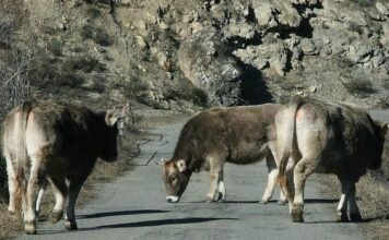 Primer caso confirmado de Dermatosis Nodular Contagiosa en Aragón