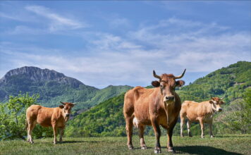 Medio Rural abona 3,1 millones en ayudas directas de la convocatoria de 2025 de la Política Agraria Común