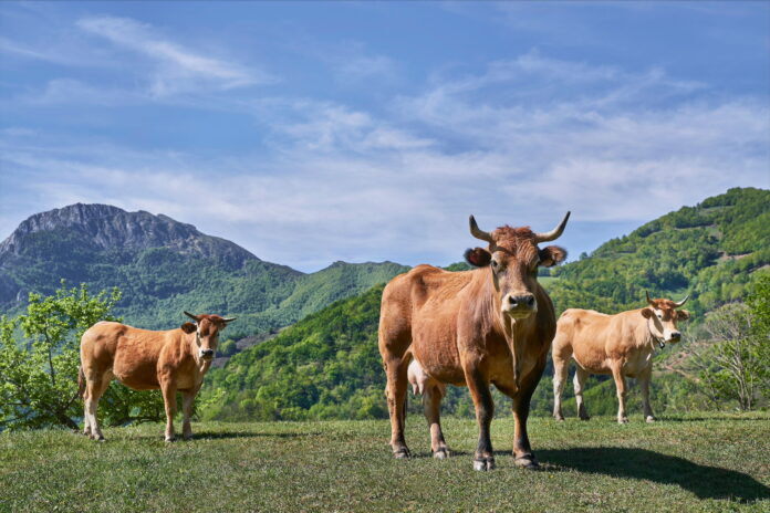2025_03_07 Vacas