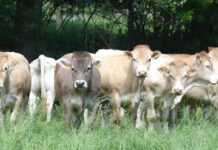 Confirmado un segundo foco de Dermatosis Nodular Contagiosa en Borrastre (Fiscal, Huesca)