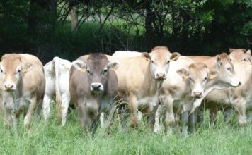Confirmado un segundo foco de Dermatosis Nodular Contagiosa en Borrastre (Fiscal, Huesca)