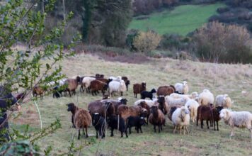 Medio Rural asegura que las ayudas de la PAC de 2024 se tramitaron con diligencia y subraya que las solicitudes denegadas incumplían los requisitos