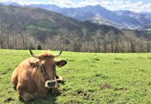 Medio Rural prorroga las medidas frente a la dermatosis nodular contagiosa hasta el 31 de mayo