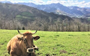 Medio Rural prorroga las medidas frente a la dermatosis nodular contagiosa hasta el 31 de mayo