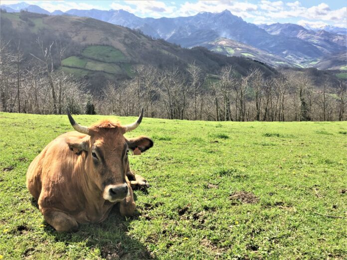 ganaderia extensiva_pastoreo_vaca_prado_Laviana_LaRobella