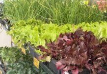 Asesoramiento y cuidado de la planta hortícola