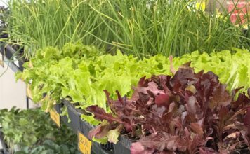 Asesoramiento y cuidado de la planta hortícola