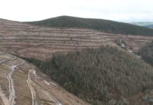 Estrategias de repoblación forestal tras banda marrón en Asturias