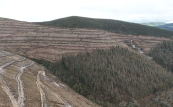 Estrategias de repoblación forestal tras banda marrón en Asturias
