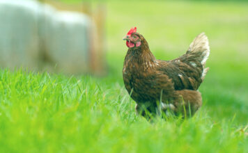La cría de aves de corral en libertad vuelve a estar permitida en Asturias, salvo en ocho concejos