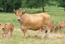 Medio Rural convoca las ayudas a la recría e inscripción de ejemplares de la raza Asturiana de los Valles