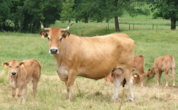 Medio Rural convoca las ayudas a la recría e inscripción de ejemplares de la raza Asturiana de los Valles