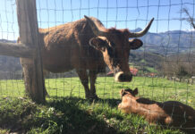Asturias recibirá más de diez millones del Gobierno de España para fortalecer el sector agropecuario