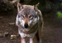Medio Rural saca a información pública la modificación del II Plan de Gestión del Lobo