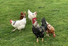 La cría de aves de corral en libertad vuelve a estar permitida en toda Asturias