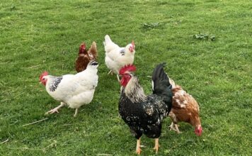 La cría de aves de corral en libertad vuelve a estar permitida en toda Asturias