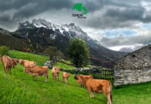 Dos nuevas sentencias del TSJA anulan la resolución de la Consejería de Medio Rural y Política Agraria que imponía una Comisión Gestora en Ternera Asturiana