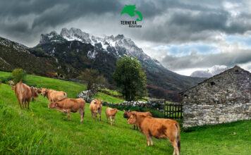 Dos nuevas sentencias del TSJA anulan la resolución de la Consejería de Medio Rural y Política Agraria que imponía una Comisión Gestora en Ternera Asturiana