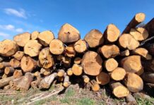 Guía práctica de venta ocasional de madera: medición, contrato, permisos y fiscalidad