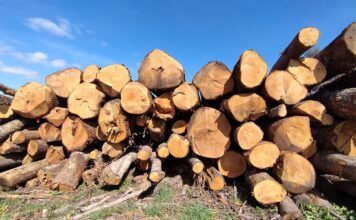 Guía práctica de venta ocasional de madera: medición, contrato, permisos y fiscalidad