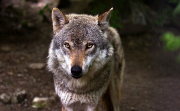 El Principado constata un aumento del 11% de la población de lobos, que alcanzó las 50 manadas el año pasado