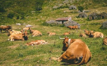 Medio Rural refuerza la lucha contra las enfermedades animales con 500.000 euros de ayudas para sufragar vacunas