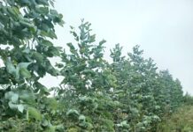 ¿Eucalipto Globulus o Nitens?