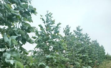 ¿Eucalipto Globulus o Nitens?