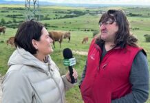 Entrevista a Pedro Burgos, ganadero de Asturiana de los Valles de Torrecaballeros (Segovia)