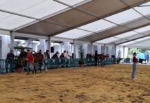 Tineo reúne a más de un centenar de caballos en un intenso fin de semana ecuestre