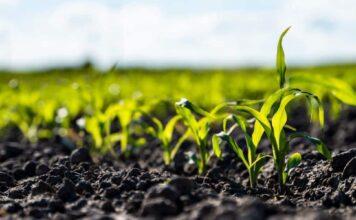 Se anuncia un Plan Estatal de Fertilizantes para el primer trimestre de 2027, que se suma a los 1.100 millones de euros movilizados para el sector primario por la crisis de Oriente Medio
