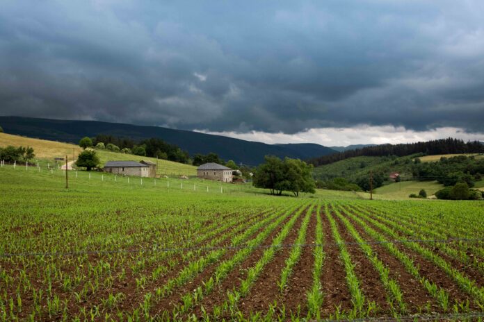 Sown crop field and agriculture in a town in Asturias.