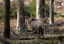 Medio Rural actualiza el baremo de indemnizaciones por daños de fauna silvestre, con subidas que llegan al 27% para el ganado bovino
