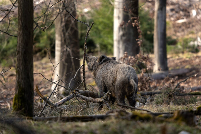 Wild,Boar,In,The,Forest.,Boar,During,Day.,Spring,In