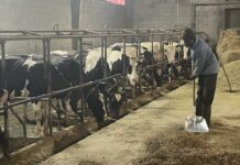 El Principado confirma un foco de lengua azul, con dos animales afectados en una explotación de Tineo