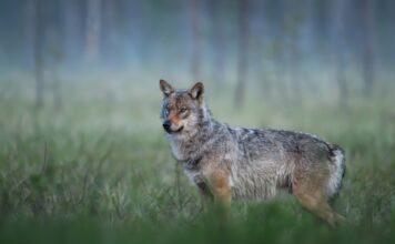 Medio Rural permitirá extraer 67 lobos para hacer compatible la conservación de la especie con la ganadería extensiva
