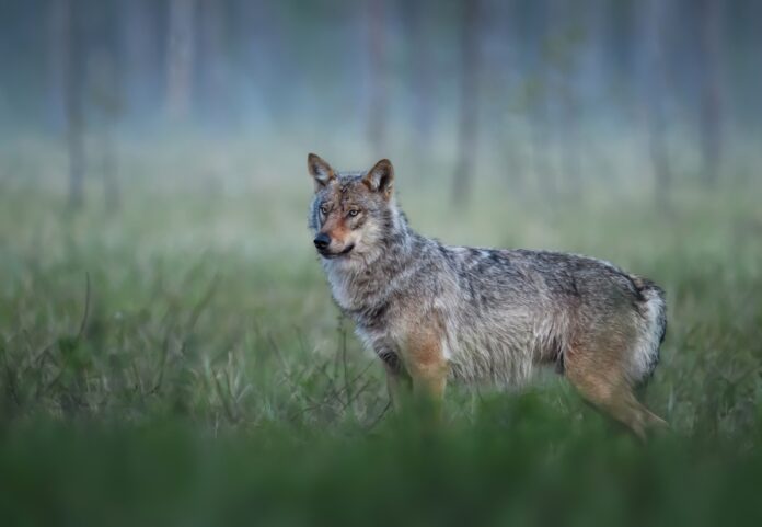 Grey,Wolf,(,Canis,Lupus,),Close,Up