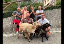 Entrevista a ganaderos de Morcín afectados por daños de lobo y oso