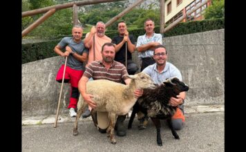 Entrevista a ganaderos de Morcín afectados por daños de lobo y oso