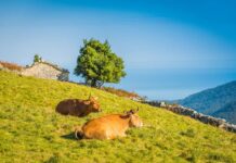 Medio Rural abona hoy casi 1,4 millones de ayudas de la Política Agrícola Común para impulsar la ganadería ecológica