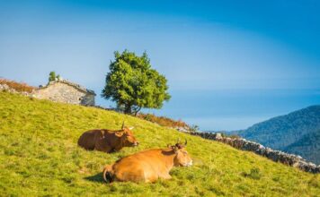 Medio Rural abona hoy casi 1,4 millones de ayudas de la Política Agrícola Común para impulsar la ganadería ecológica