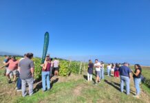 GO SEMFABAS avanza en la producción de semilla de calidad para reforzar el futuro de la Faba Asturiana