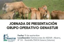 GENASTUR lleva la innovación reproductiva al vacuno de carne asturiano